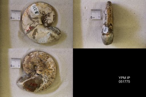 Hoploscaphites nicolletii