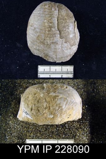 Echinoconchus moorei