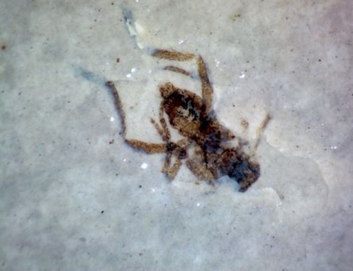 undet. Hexapoda
