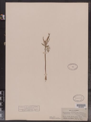 Botrychium lanceolatum