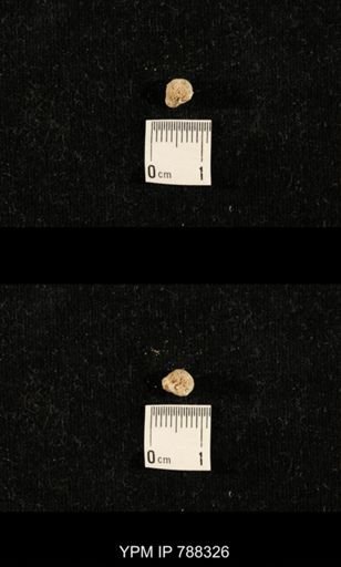 taxon undetermined
