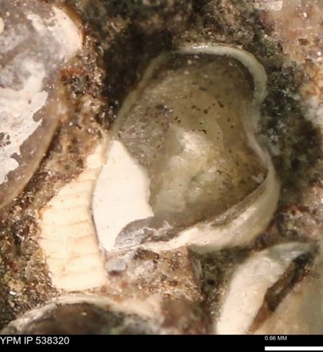 Corbulamella gregaria