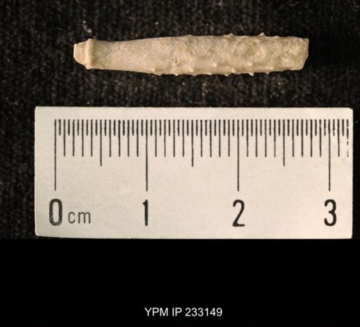 Archaeocidaris sp.