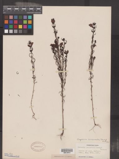 Agalinis paupercula