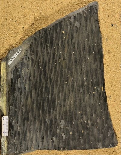 Lepidodendron sp.