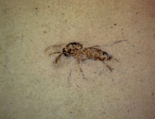 undet. Hymenoptera