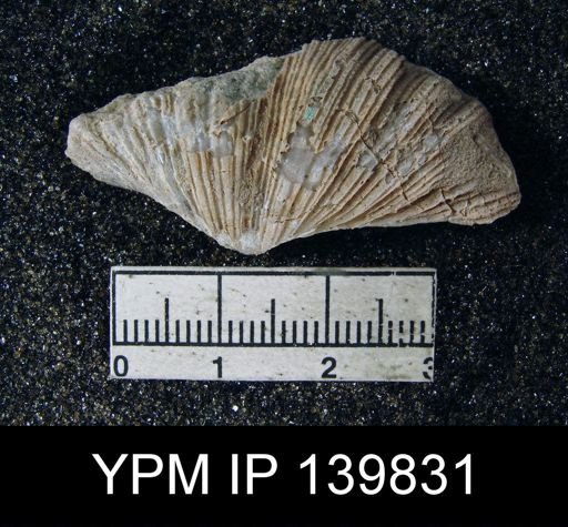 Spirifer (Neospirifer) musakheylensis