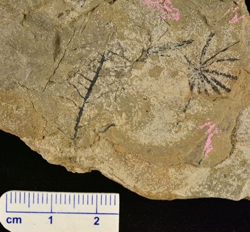 Annularia radiata