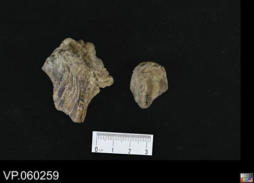 undet. Pycnodontidae