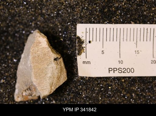 undet. Scaphitidae