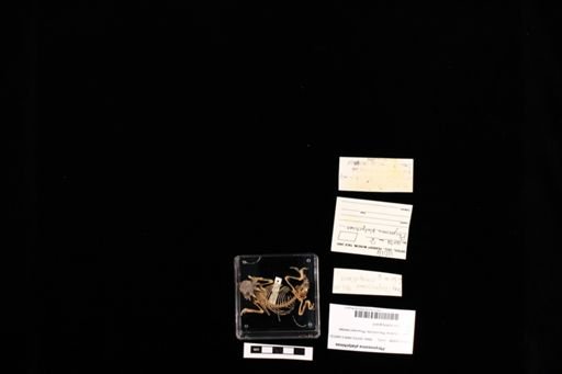 Phrynosoma platyrhinos