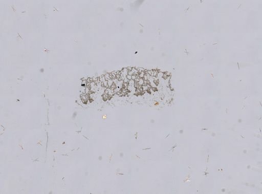 Goreauiella auriculata