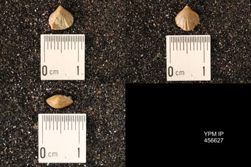 Rhynchonella dentata
