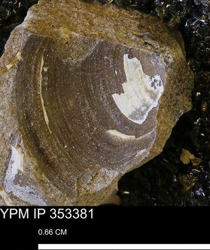 Limopsis striatopunctatus
