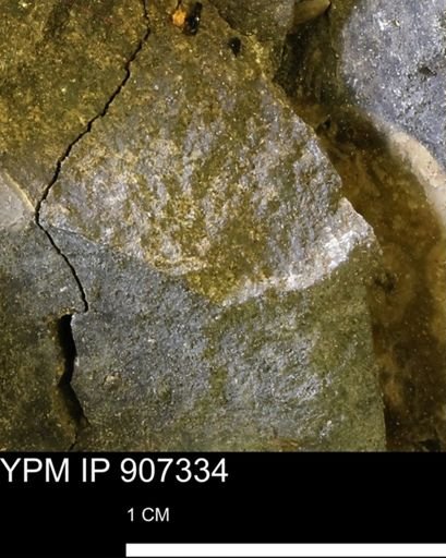 undet. Mollusca