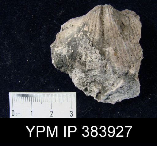 Spirifer concinnus