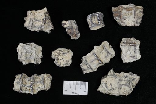 undet. Actinopterygii