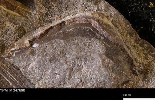 undet. Bivalvia