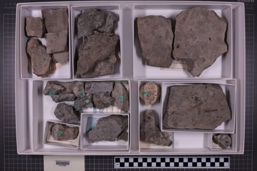 mixed taxa, stratigraphic collection