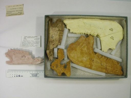 Megalohyrax minor
