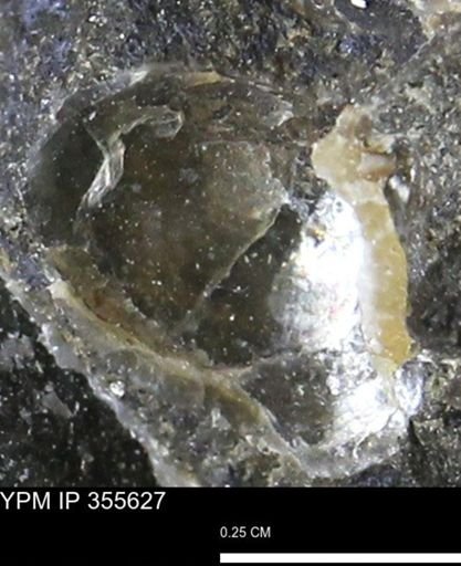 undet. Mollusca