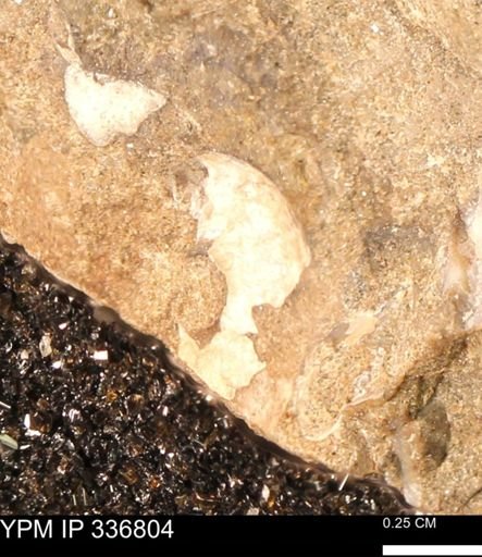 undet. Mollusca
