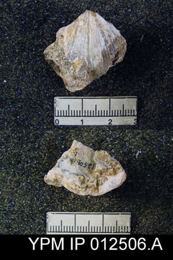 Spirifer mexicanus latus