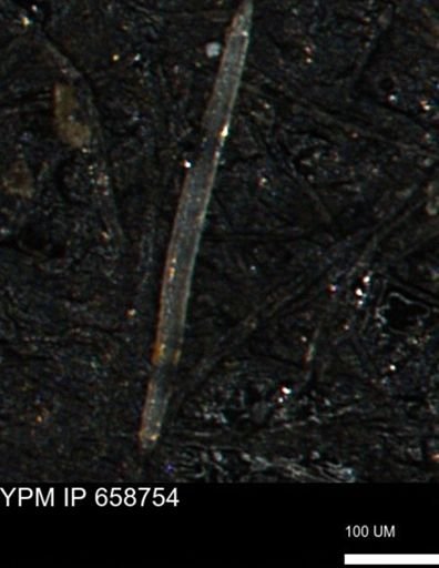 undet. Porifera