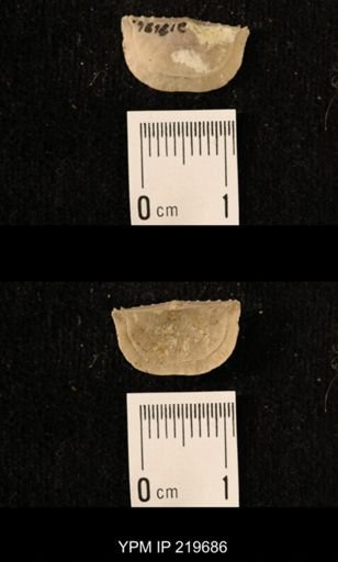 Chonetes granulifer