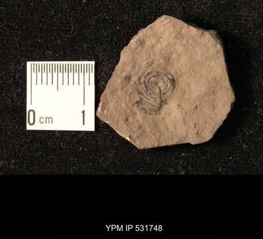 Orbiculoidea discus