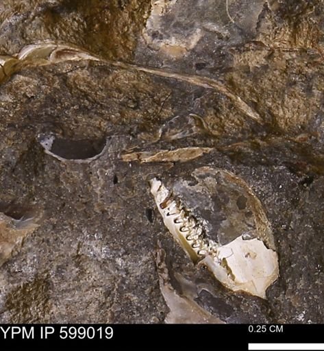 undet. Mollusca