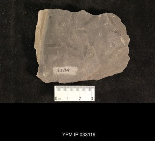 Mormolucoides articulatus