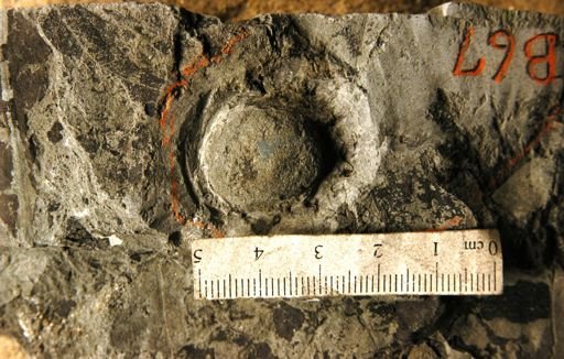 Bactris pseudocuesco