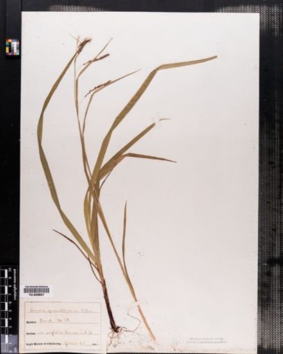 Carex gracillima