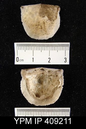 Oepikina sp.