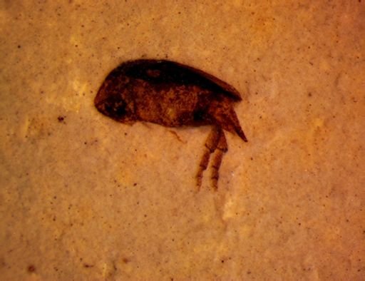 undet. Mordellidae