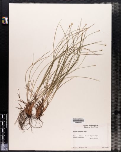 Scirpus planifolius