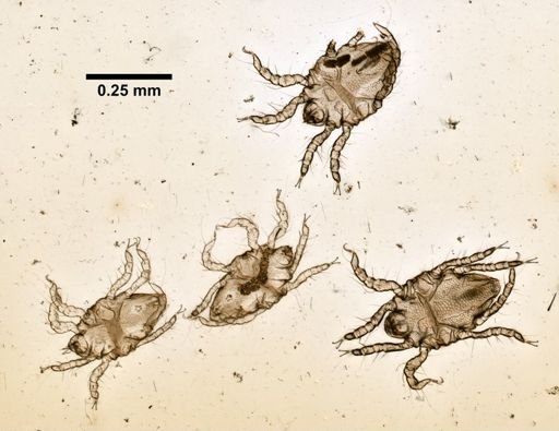 Isobactrus hutchinsoni