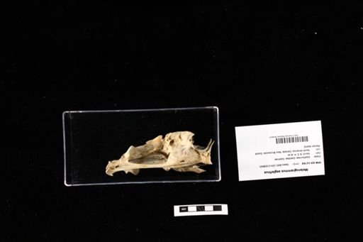 Melanogrammus aeglefinus