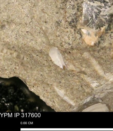 undet. Bivalvia