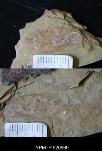Problematica