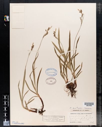 Carex hirtifolia