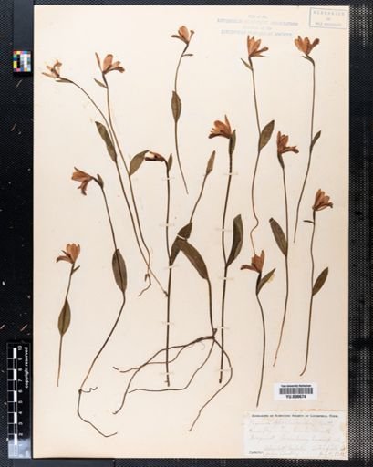 Plantae