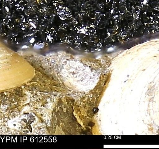 Protocardia sp.
