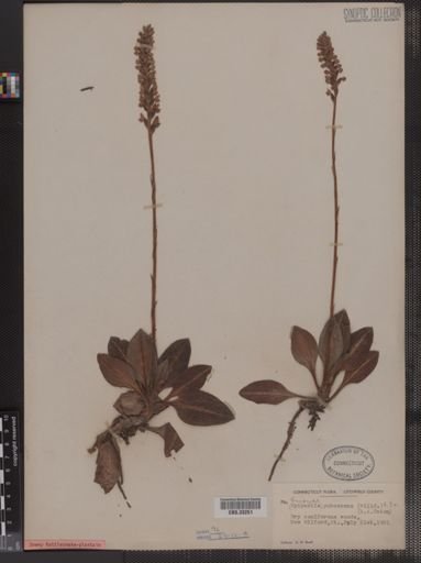 Goodyera pubescens