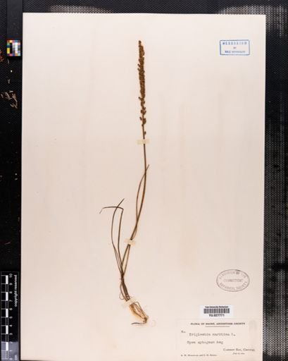 Triglochin maritima
