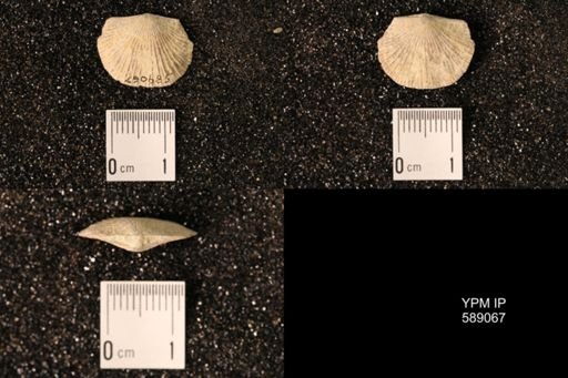 Dinorthis subquadrata