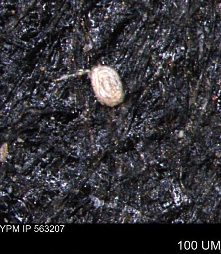 Spirolocammina planula