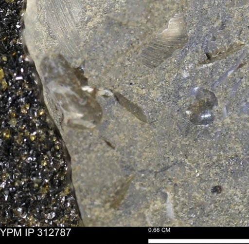 undet. Bivalvia