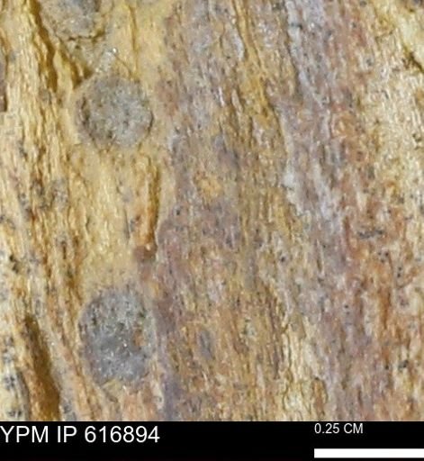 Teredo sp.